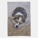 Recherche de corgi cuisine linges Pembroke welsh corgi