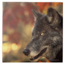 Recherche de mammifères carreaux Loup
