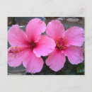 Search for hibiscus flower postcards Cute
