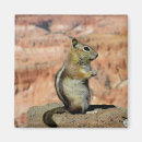Search for ground squirrels magnets Chipmunk