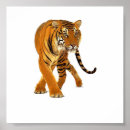 Recherche de vagabondage posters Tigre