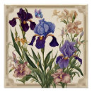 Recherche de iris fleur posters Jardin