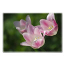 Recherche de tulipe rose posters Fleurir