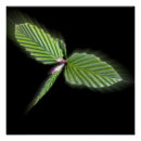 Search for dragonfly flying posters Green
