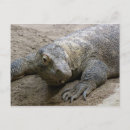 Search for komodo postcards Zoo