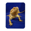 Recherche de barbu magnets Mignon