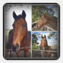 Recherche de mares autocollants Chevaux