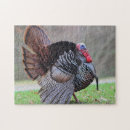 Search for toms puzzles Wildlife