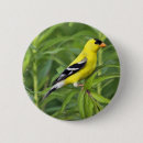 Search for finch buttons Nature