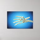Recherche de os de la main posters Membre