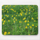 Recherche de daffodils mousepads Printemps