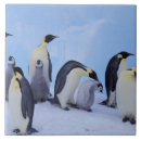 Recherche de penguin carreaux Pingouin