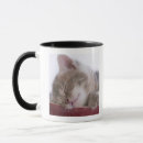 Search for sleeping kitten mugs Tabby