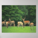 Recherche de la clairière posters Forêt