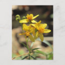 Recherche de jaune citron cartes postales Floral