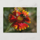Search for pollinators postcards Blossom
