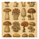Search for edible mushroom posters Nature