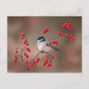 Search for chickadees postcards Birds