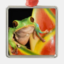Search for ecuador ornaments Colourful