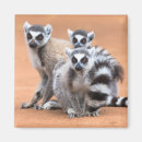 Recherche de lemur magnete Nature