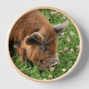 Search for pig clocks Animals