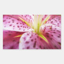 Recherche de stargazer lily autocollants Floral