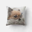 Search for chihuahua pillows Cute