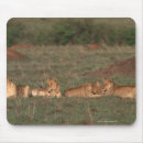 Search for sibling electronics Animal