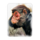 Recherche de monkey le magnets Animaux