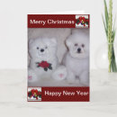 Search for bichon christmas cards Fluffy