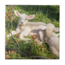 Recherche de agneau carreaux Ferme