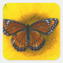 Search for mimic stickers Limenitis archippus