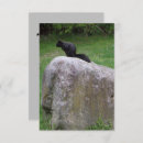 Search for black squirrel cards Cute