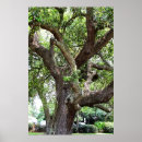 Search for oak tree posters Nature