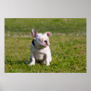 Search for french bulldog art Green