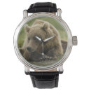Search for bear watches Fauna