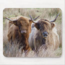 Search for highland cow mousepads Cattle