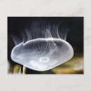 Recherche de méduse cartes postales Gelée