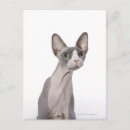 Search for sphynx cat postcards Cute