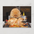 Search for angry cat postcards Humour