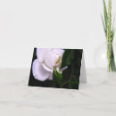Recherche de bourgeon de rose blanc Roses