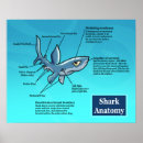 Recherche de requins posters Océan