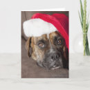 Search for room photo cards Dog