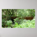 Search for muir woods posters Nature