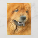 Search for chow puppy postcards Cute