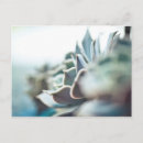 Search for echeveria postcards Garden
