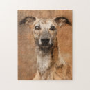 Recherche de greyhound puzzles Whippet