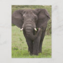 Search for trunk vertical postcards Green