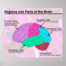 Search for school psychology posters Brain