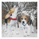 Recherche de de beagle posters Chiot